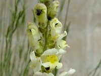 Antirrhinum latifolium 6, Saxifraga-Willem van Kruijsbergen
