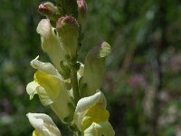 Antirrhinum latifolium 7, Saxifraga-Willem van Kruijsbergen