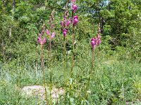 Antirrhinum majus 22, Grote leeuwenbek, Saxifraga-Hans Grotenhuis (1)