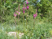 Antirrhinum majus 22, Grote leeuwenbek, Saxifraga-Hans Grotenhuis