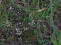 Aphanes arvensis 10, Grote leeuwenklauw, Saxifraga-Hans Boll