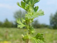 Aphanes arvensis 3, Grote leeuwenklauw, Saxifraga-Rutger Barendse