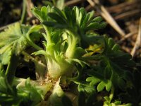 Aphanes australis, Slender Parsley-piert