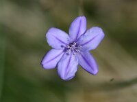 Aphyllanthes monspeliensis 10, Saxifraga-Dirk Hilbers