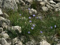 Aphyllanthes monspeliensis 11, Saxifraga-Dirk Hilbers