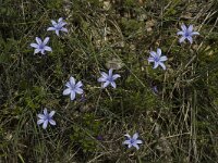 Aphyllanthes monspeliensis 12, Saxifraga-Jan van der Straaten