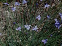 Aphyllanthes monspeliensis 13, Saxifraga-Willem van Kruijsbergen