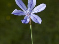 Aphyllanthes monspeliensis 14 Saxifraga-Jan van der Straaten