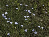 Aphyllanthes monspeliensis 16, Saxifraga-Jan van der Straaten