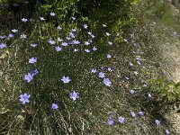 Aphyllanthes monspeliensis 17, Saxifraga-Jan van der Straaten