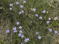 Aphyllanthes monspeliensis 18, Saxifraga-Jan van der Straaten