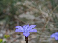 Aphyllanthes monspeliensis 19, Saxifraga-Jeroen Willemsen