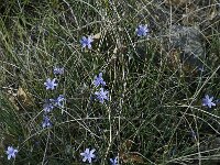 Aphyllanthes monspeliensis 2, Saxifraga-Willem van Kruijsbergen