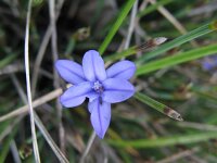 Aphyllanthes monspeliensis 20, Saxifraga-Rutger Barendse