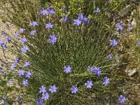 Aphyllanthes monspeliensis 21, Saxifraga-Jan van der Straaten