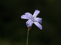 Aphyllanthes monspeliensis 22, Saxifraga-Jan van der Straaten