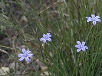 Aphyllanthes monspeliensis 23, Saxifraga-Willem van Kruijsbergen