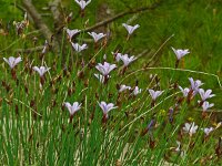 Aphyllanthes monspeliensis 29, Saxifraga-Hans Grotenhuis