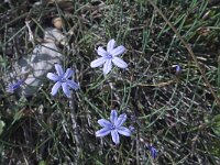 Aphyllanthes monspeliensis 3, Saxifraga-Willem van Kruijsbergen