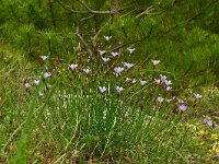 Aphyllanthes monspeliensis 30, Saxifraga-Hans Grotenhuis
