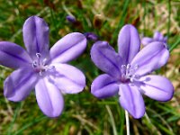 Aphyllanthes monspeliensis 31, Saxifraga-Hans Grotenhuis