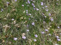 Aphyllanthes monspeliensis 32, Saxifraga-Hans Grotenhuis