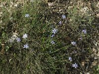 Aphyllanthes monspeliensis 4, Saxifraga-Willem van Kruijsbergen