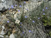 Aphyllanthes monspeliensis 5, Saxifraga-Willem van Kruijsbergen