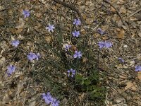 Aphyllanthes monspeliensis 6, Saxifraga-Willem van Kruijsbergen