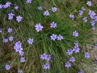 Aphyllanthes monspeliensis 7, Saxifraga-Dirk Hilbers