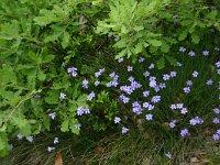 Aphyllanthes monspeliensis 8, Saxifraga-Dirk Hilbers