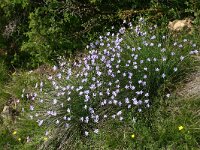 Aphyllanthes monspeliensis 9, Saxifraga-Dirk Hilbers