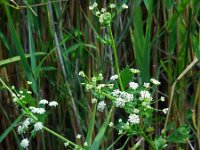 Apium graveolens 10, Selderij, Saxifraga-Ed Stikvoort