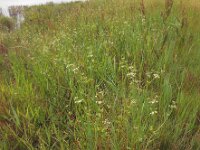 Apium graveolens 11, Selderij, Saxifraga-Ed Stikvoort
