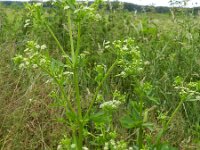 Apium graveolens 12, Selderij, Saxifraga-Rutger Barendse