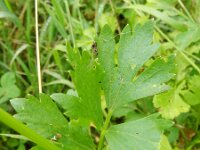 Apium graveolens 13, Selderij, Saxifraga-Rutger Barendse
