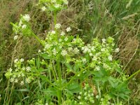 Apium graveolens 14, Selderij, Saxifraga-Rutger Barendse