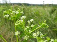 Apium graveolens 15, Selderij, Saxifraga-Rutger Barendse