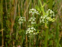Apium graveolens 16, Selderij, Saxifraga-Ed Stikvoort