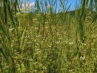 Apium graveolens 17, Selderij, Saxifraga-Ed Stikvoort