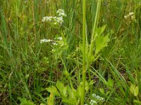 Apium graveolens 18, Selderij, Saxifraga-Ed Stikvoort