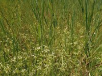 Apium graveolens 19, Selderij, Saxifraga-Ed Stikvoort