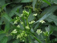 Apium graveolens 2, Selderij, Saxifraga-Rutger Barendse