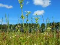 Apium graveolens 20, Selderij, Saxifraga-Ed Stikvoort