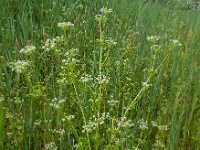 Apium graveolens 21, Selderij, Saxifraga-Ed Stikvoort