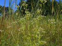 Apium graveolens 22, Selderij, Saxifraga-Ed Stikvoort
