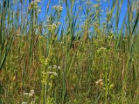 Apium graveolens 23, Selderij, Saxifraga-Ed Stikvoort