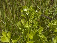 Apium graveolens 24, Selderij, Saxifraga-Jan van der Straaten