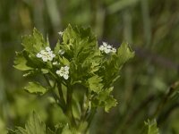 Apium graveolens 25, Selderij, Saxifraga-Willem van Kruijsbergen