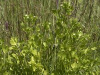 Apium graveolens 26, Selderij, Saxifraga-Willem van Kruijsbergen